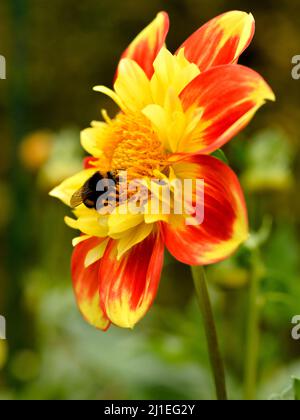 Macro di bumblebee (Bombus) e foraging su rosso e giallo dahlia Foto Stock