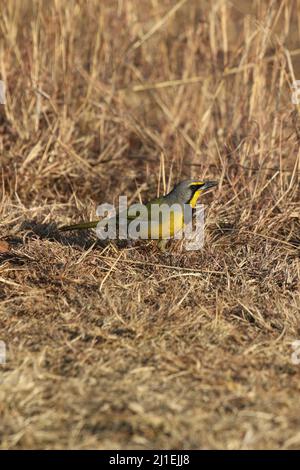 Bokmakierie, Addo Elephant National Park Foto Stock