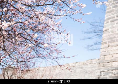 Fiori di pesca fioriscono accanto al muro antico - foto di scorta Foto Stock