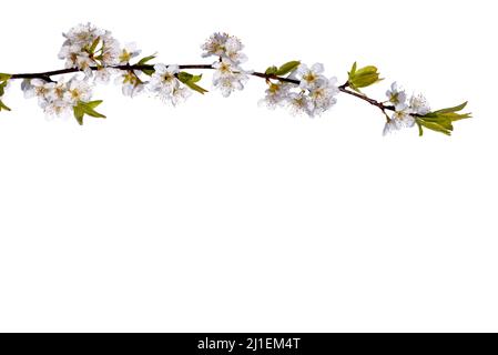 Fiore di susina bianca su ramo isolato su bianco come cornice superiore su telaio. Risorsa grafica per banner, etichette, biglietti d'auguri Foto Stock