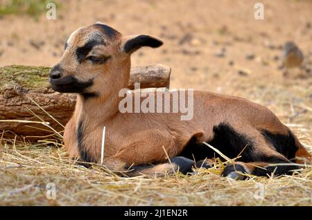 Primo piano di pecora di agnello di Cameroun (Ovis aries) giacente sulla paglia e visto dal profilo Foto Stock