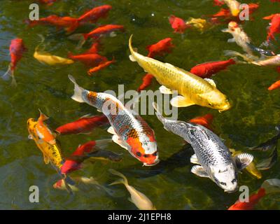 Molti koi carp (Cyprinus) multicolore sulla superficie dell'acqua Foto Stock