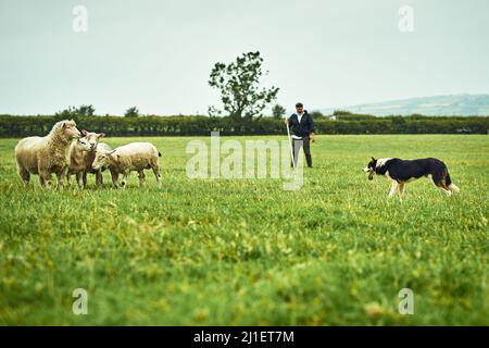 È un volto spento. Ampio scatto di un giovane agricoltore concentrato che guarda il suo cane che si affaccia con le pecore di albero su un campo verde aperto in una fattoria. Foto Stock