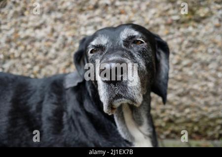 Labrador Mastiff crossbreed Dog che guarda infastidito nella macchina fotografica con una faccia da poker Foto Stock