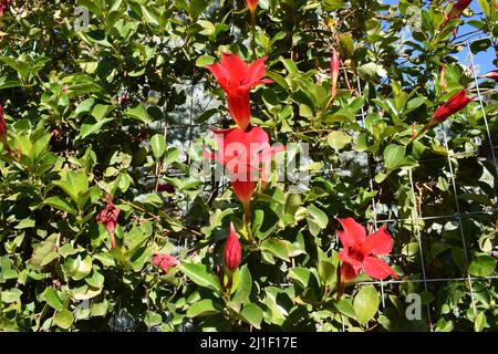 Bella Mandevilla rosso brillante (rocktromba) - arrampicata e bella pianta tropicale. Evergreen climbing liana Rocktromba. Gelsomino brasiliano decora Foto Stock