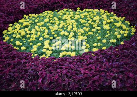 Bella arancio Marigold fiori, sorprendente estate fiori di macchia marigold, estate flora ornamentale. I marigolds gialli fioriti crescono sul fiore. Foto Stock