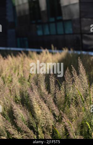 Scene estive dalle Highline di New York Foto Stock