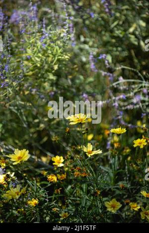 Scene estive dalle Highline di New York Foto Stock