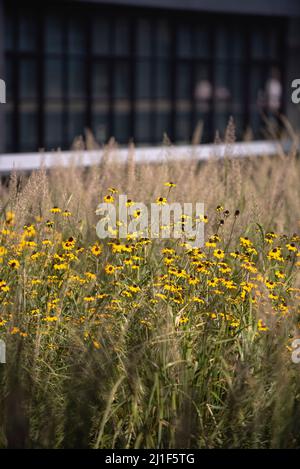 Scene estive dalle Highline di New York Foto Stock