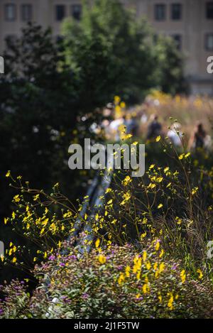 Scene estive dalle Highline di New York Foto Stock