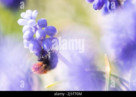 Bingen am Rhein, Germania. 25th Mar 2022. Un'ape selvaggia siede su un giacinto di uva. Credit: Sebastian Gollnow/dpa/Alamy Live News Foto Stock