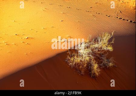 Un paesaggio desertico-montano eccezionale. Wadi Rum Area protetta, Giordania. Foto Stock