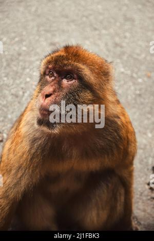 Ritratto della scimmia di gibilterra macaca sylvanus nella roccia della riserva naturale di Gibilterra Foto Stock