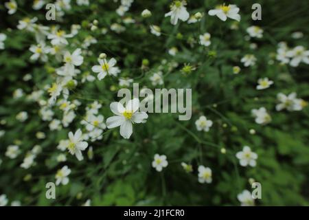 Coppa di Monkshood (Ranunculus aconitifolius) nel Langen Rhön, Assia, Germania Foto Stock