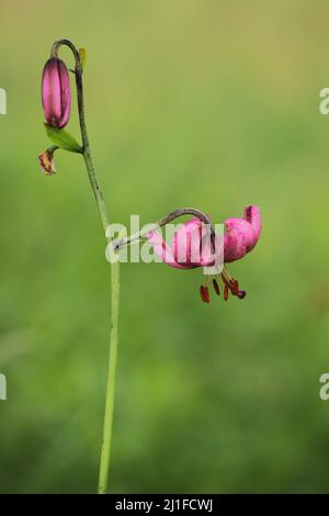 Turk&#39;s cappellino giglio (martagono di Lilium) nel Langen Rhoen, Assia, Germania Foto Stock