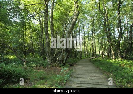 Passerella con betulla Carpaziana (Betula pubescens subsp. CARPATICA) nel Moro Nero nel Rhoen, Baviera, Germania Foto Stock