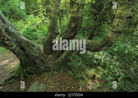 Betulla Carpaziana (Betula pubescens subsp. CARPATICA) nel Moro Nero nel Rhoen, Baviera, Germania Foto Stock