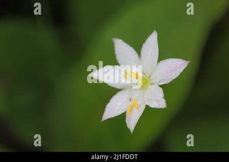 Stella europea a sette punte (Trientalis europaea) nel Moro Nero nel Rhoen, Baviera, Germania Foto Stock