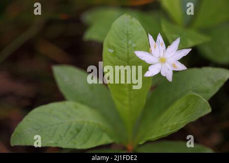 Stella europea a sette punte (Trientalis europaea) nel Moro Nero nel Rhoen, Baviera, Germania Foto Stock