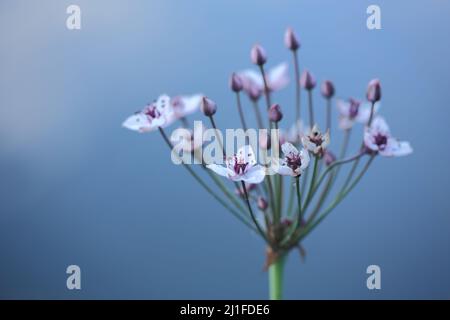 Fiore di cigno (Butomus umbellatus) a Rothsee nel Rhoen, Baviera, Germania Foto Stock