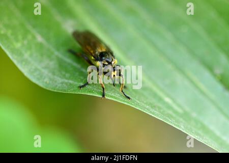 Cravatta viva o Tabanidae su sfondo foglia con ombra, macrosone. Foto ad alta risoluzione. Foto Stock