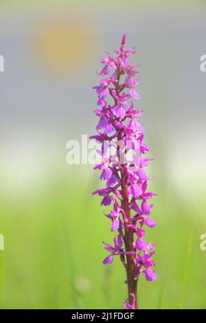 Grande Orchidea (Orchis mascula) nella Lange Rhön, Baviera, Germania Foto Stock