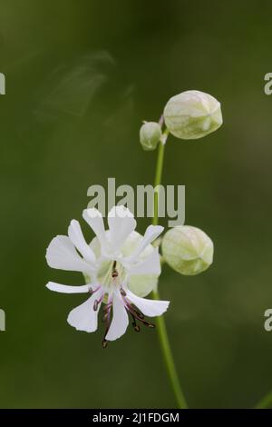 Pigeon Catchfly (Silene vulgaris) a Gangolfsberg nel Rhoen, Baviera, Germania Foto Stock