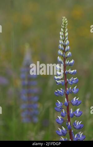 Lupin (Lupinus polyphyllus), bianco porpora, nella Lange Rhoen, Baviera, Germania Foto Stock