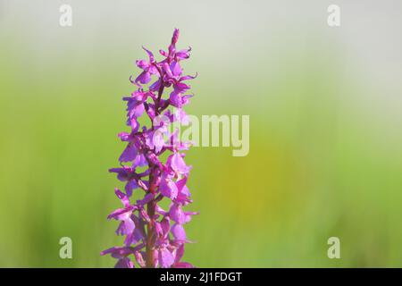 Grande Orchidea (Orchis mascula) nel Rhoen Langen, Baviera, Germania Foto Stock