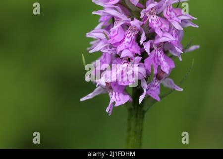 Orchidea a foglia larga (Dactylorhiza majalis) sul Hochrhönstrasse, Baviera, Germania Foto Stock