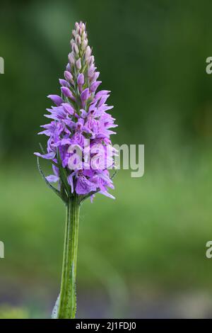 Orchidea a foglia larga (Dactylorhiza majalis) sul Hochrhönstrasse, Baviera, Germania Foto Stock