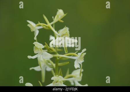 Giacinto di foresta bianca (Platanthera bifolia) sul Wasserkuppe nel Rhoen, Assia, Germania Foto Stock