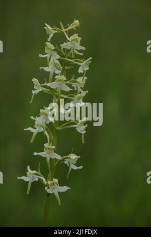 Giacinto di foresta bianca (Platanthera bifolia) sul Wasserkuppe nel Rhoen, Assia, Germania Foto Stock