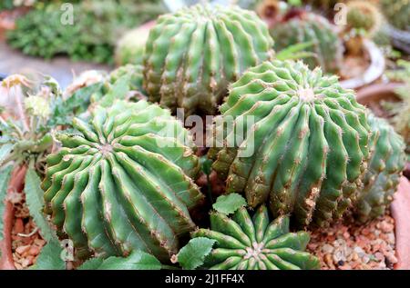 Vaso Spineless forma Golden Barrel Cactus o Echinocactus Grusonii v. Brevispinus nel giardino Foto Stock