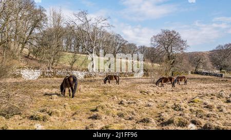 Exmoor ponies pascolo a Tarn Moss sul Malham Tarn Estate a Malhamdale North Yorkshire Foto Stock