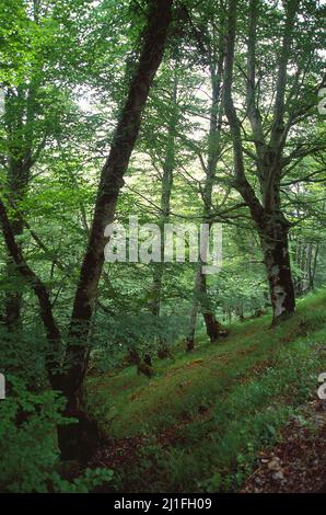 Foresta di faggio. Reserva del Saja, Cantabria, Spagna. Foto Stock