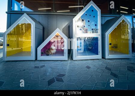 Canili per cani nei pressi di supermercati per i visitatori con cani. Un cane di razza piccola sta aspettando il proprietario nella casa. Concetto di cura degli animali domestici. Foto Stock