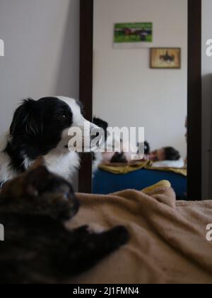 un cane e un gatto sdraiati su uno specchio da letto Foto Stock