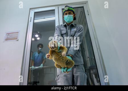 Un Javan Slow loris (Nycticebus javanicus) nel Centro Internazionale di Riabilitazione per il salvataggio degli Animali di Bogor, Giava Occidentale, Indonesia, il 24 marzo 2022. Natural Resources Conservation Center (BBKSDA) West Java e International Animal Rescue (IAR) saranno rilasciati 10 Javan Slow loris in una riserva naturale del Monte Simpang. (Foto di Andi M Ridwan/INA Photo Agency/Sipa USA) Foto Stock