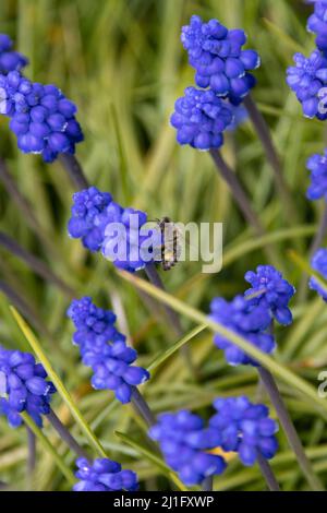 meravigliosi giacinti di uva viola nel giardino Foto Stock