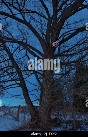 Terrificante scary Clown Mask con grandi Fangs in un albero spooky al crepuscolo o notte Foto Stock