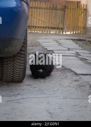 un gatto con una striscia nera seduto in cima a un marciapiede Foto Stock