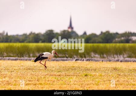 Primo piano di una cicogna che cerca cibo in un campo in Germania Foto Stock