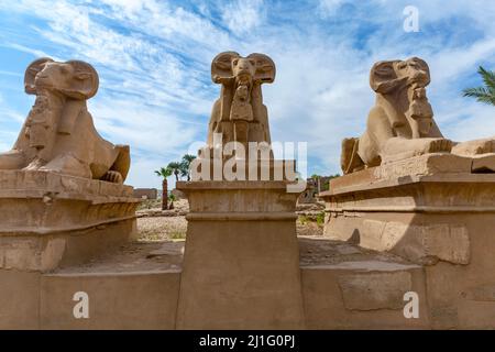 Statue di sfingi a testa di ariete lungo la strada dei festeggiamenti del Re a Karnak, Luxor Foto Stock
