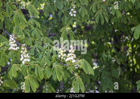 I meravigliosi fiori di una castagna in primavera Foto Stock