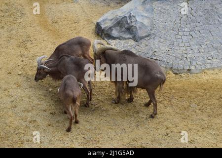 Capre di montagna nello zoo. Un gruppo di capre di montagna (Oreamnos amaricanus) nella recinzione dello zoo. I mammiferi hanno unghie, corna corte e crooks neri. Foto Stock