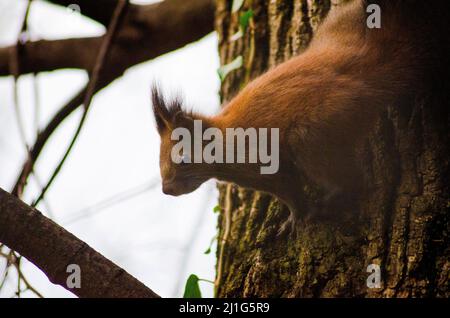 Uno scoiattolo rosso eurasiatico (Sciurus vulgaris) su un albero nelle foreste dei Monti Capatiani in Romania. Alcuni di questi scoiattoli rossi sono noti a. Foto Stock