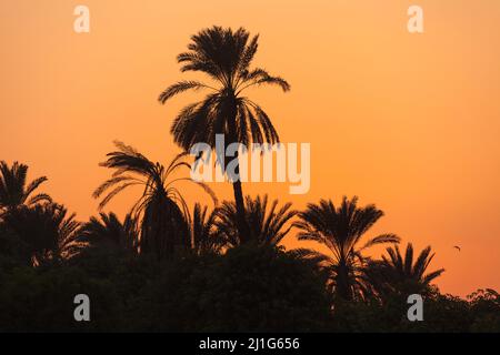 Tramonto dietro le palme sul Nilo Foto Stock