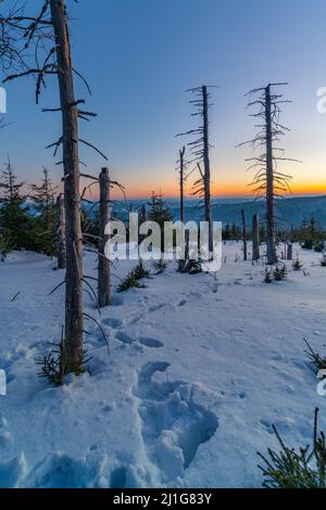 Tramonto invernale sul pendio con alberi morti e molta neve. Riserva naturale remota Smrk a Beskid montagne, Repubblica Ceca. Bellissima Foto Stock