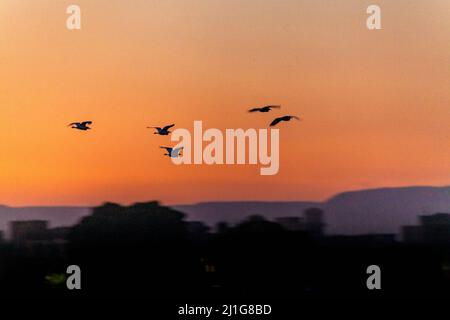 Pellicani in volo sul Nilo al tramonto Foto Stock